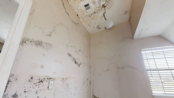 Best Mold Damage Restoration  in Plains, MT