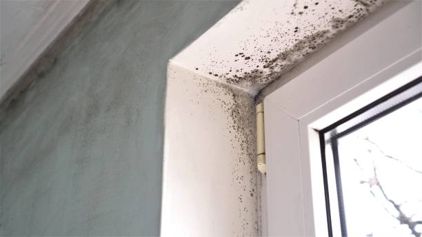 Best Attic Mold Removal  in Plains, MT
