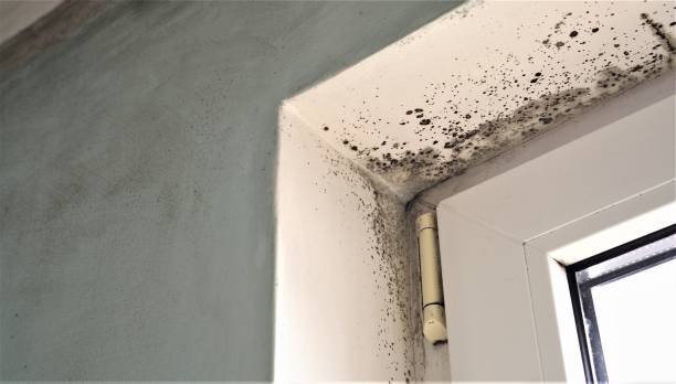 Professional Mold Removal in Plains, MT