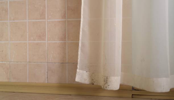 Best Black Mold Removal  in Plains, MT