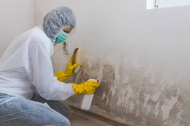 Best Mold Documentation for Insurance Claims  in Plains, MT