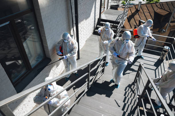 Best Basement Mold Removal  in Plains, MT