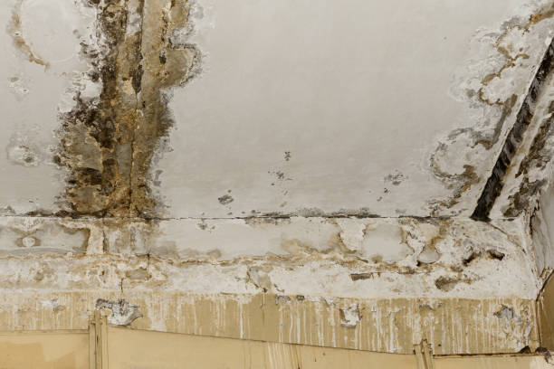 Best Comprehensive Air Testing for Mold Contaminants  in Plains, MT