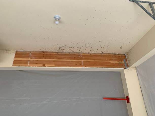 Best Emergency Mold Remediation  in Plains, MT