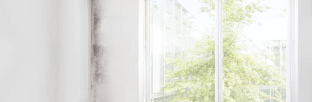 Best Attic Mold Removal  in Plains, MT