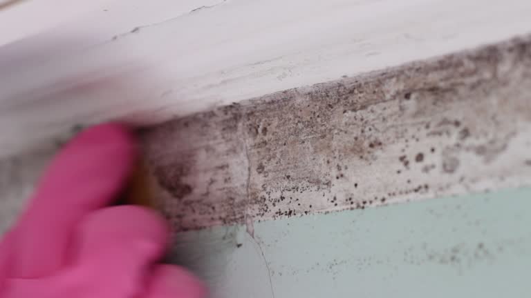 Best Industrial Mold Remediation  in Plains, MT